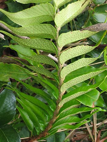 Polystichum falcatum var. falcatum