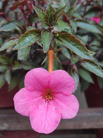 Achimenes longiflora, Schiefteller