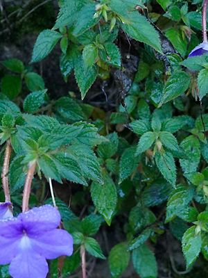 Achimenes grandiflora