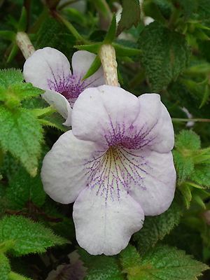 Achimenes Hybrid