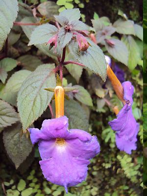 Achimenes longiflora