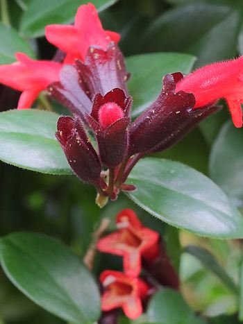 Aeschynanthus