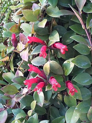 Aeschynanthus acuminatus