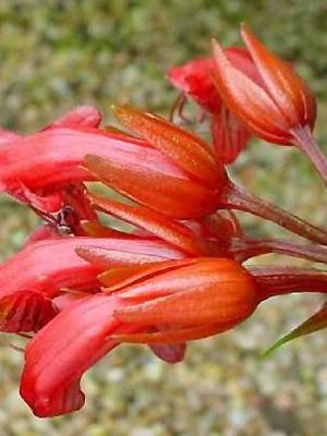 Aeschynanthus bracteatus