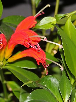 Aeschynanthus hildebrandii