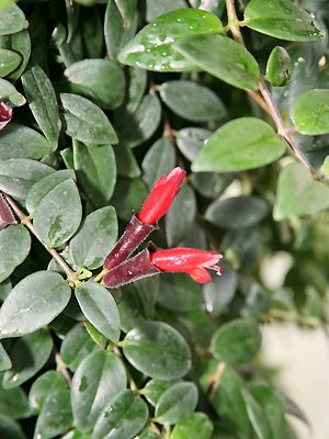 Aeschynanthus lobbianus