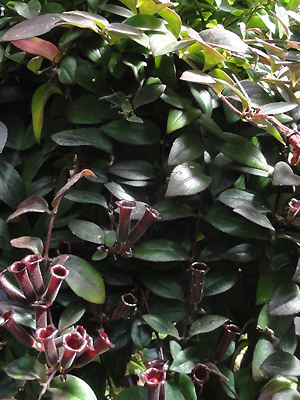 Aeschynanthus lobbianus