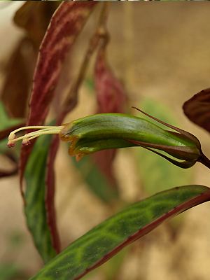 Aeschynanthus longicaulis