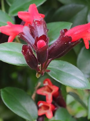 Aeschynanthus pulcher