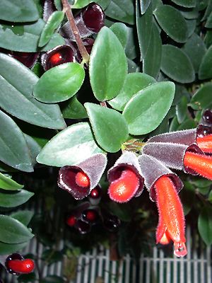 Aeschynanthus radicans