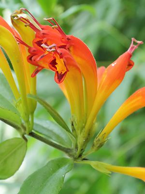 Aeschynanthus speciosus