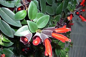 Aeschynanthus