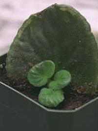 Streptocarpus vermehren