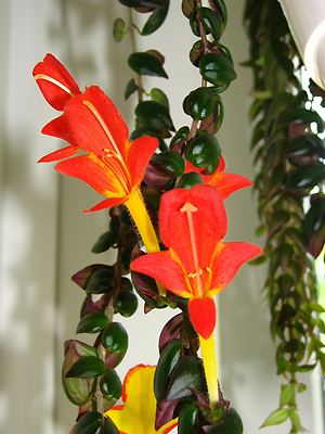 Columnea banksii