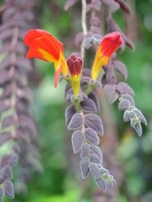 Columnea gloriosa