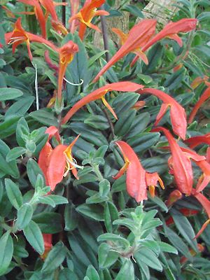 Columnea hirta