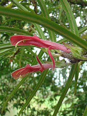 Columnea linearis