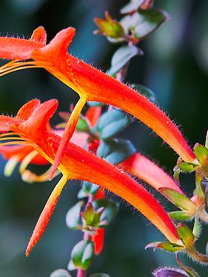 Columnea microphylla