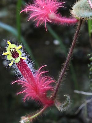 Columnea minor