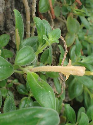 Columnea scandens