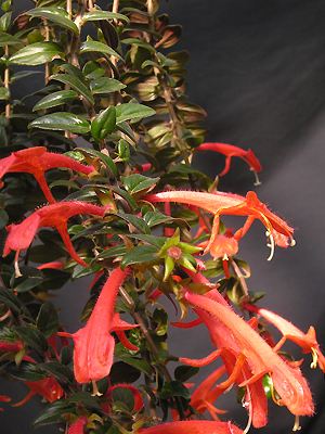 Columnea kewensis