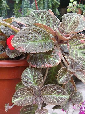 Episcia