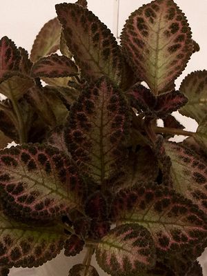 Episcia acajou