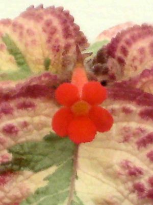 Episcia cleopatra