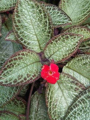 Episcia cupreata