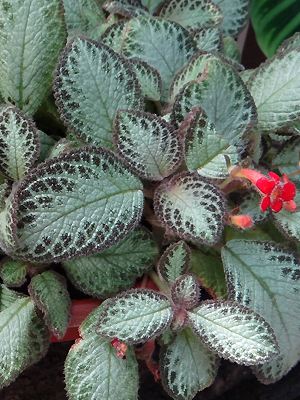 Episcia reptans