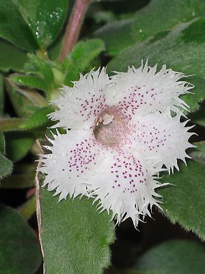 Episcia Cygnet