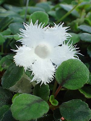 Episcia dianthiflora