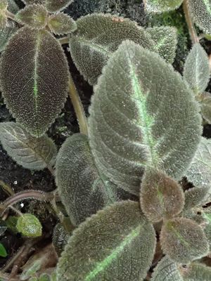 Episcia lilacina