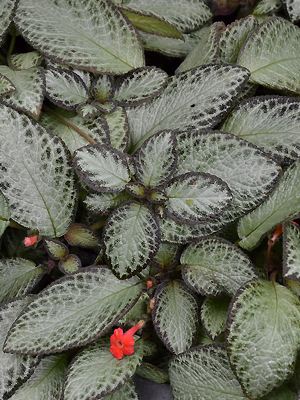 Episcia reptans