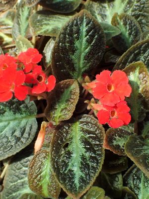 Episcia reptans