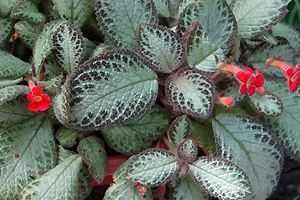 Kulturanleitung und Bilder der Episcia