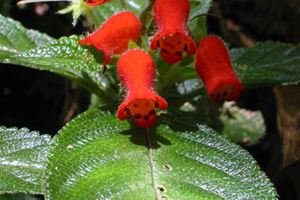 Gesneria cuneifolia