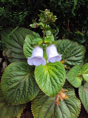 Gloxinia perennis