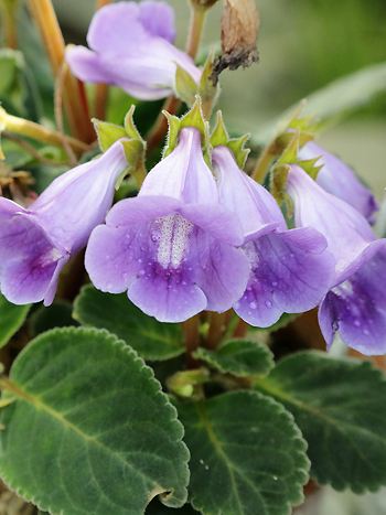 Gloxinia speciosa - vergrößern Gloxinia speciosa