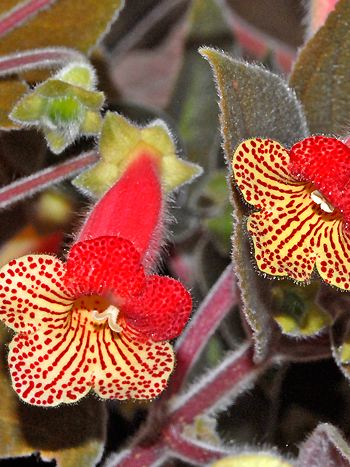 Kohleria amabilis