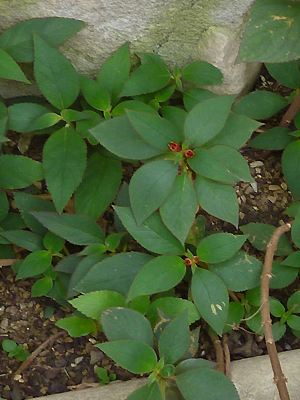 Kohleria vermehren