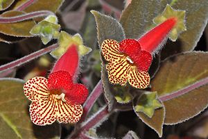 Kohleria