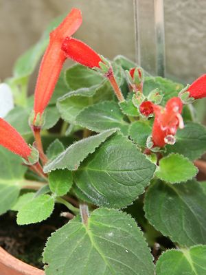 Sinningia cardinalis