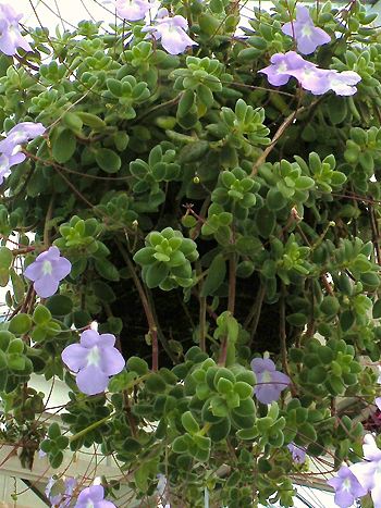 Streptocarpus saxorum