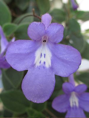 Streptocarpus rexii