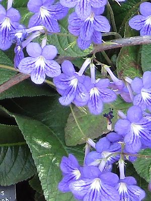 Streptocarpus 'Constant Nymph'