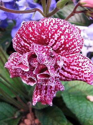 Streptocarpus 'DS Hawaiian Party'