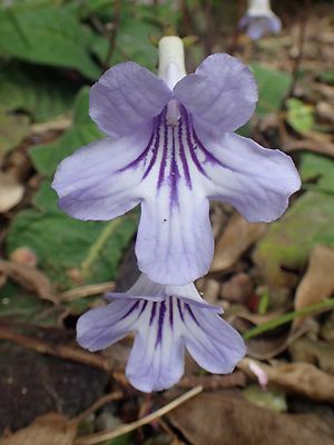 Streptocarpus rexii