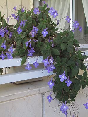 Streptocarpus saxorum