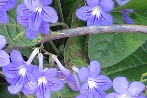 Streptocarpus